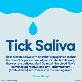 58_saliva316x316