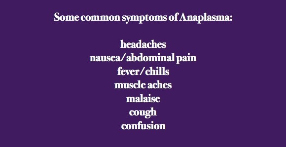 anaplasma