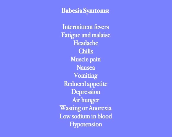 babesia
