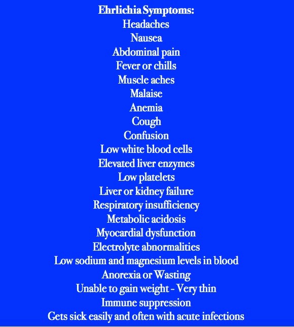 Ehrlichia Symptoms